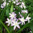 bulbi viorea chionodoxa pink giant roz 110x110