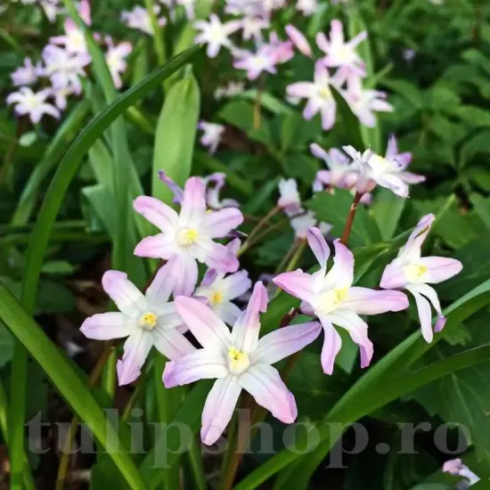 Bulbi Viorea Forbesi Pink Giant (Chionodoxa) bulbi viorea chionodoxa pink giant roz