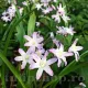 Bulbi Viorea Forbesi Pink Giant (Chionodoxa) bulbi viorea chionodoxa pink giant roz