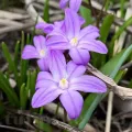 Bulbi Viorea Violet Beauty (Chionodoxa)