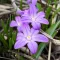 Bulbi Viorea Violet Beauty (Chionodoxa)