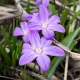 Bulbi Viorea Violet Beauty (Chionodoxa) bulbi viorea chionodoxa violet beauty gradina