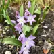 Bulbi Viorea Violet Beauty (Chionodoxa) bulbi viorea chionodoxa violet beauty mov