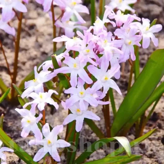 Bulbi Viorea Forbesi Pink Giant (Chionodoxa) bulbi viorea pink giant gradina primavara