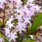 Bulbi Viorea Forbesi Pink Giant (Chionodoxa)