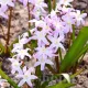 Bulbi Viorea Forbesi Pink Giant (Chionodoxa) bulbi viorea pink giant gradina primavara