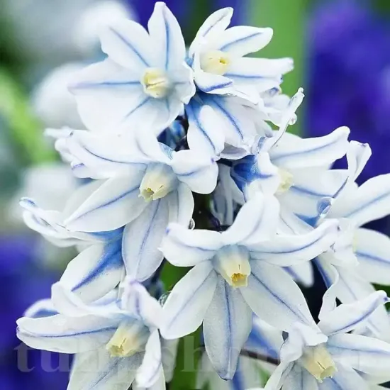 bulbi viorea puschkinia