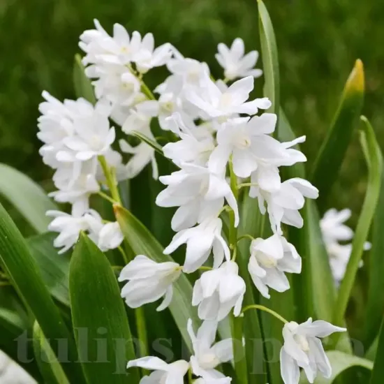 bulbi viorea puschkinia alba plantare toamna