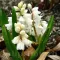 Bulbi Viorea Puschkinia Alba