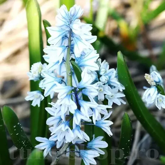 bulbi viorea puschkinia1