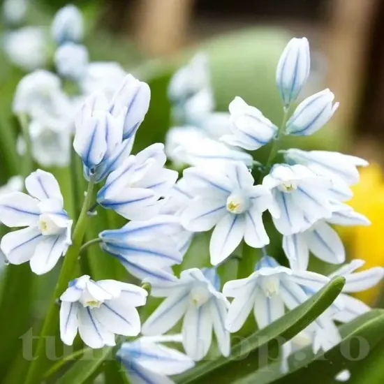 bulbi viorea puschkinia2