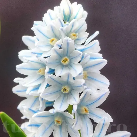 bulbi viorea puschkinia3