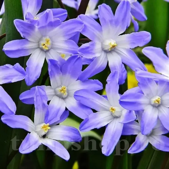 Bulbi Viorea Forbesi Blue Giant (Chionodoxa) chionodoxa forbesii blue giant plantare toamna