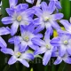 Bulbi Viorea Forbesi Blue Giant (Chionodoxa) chionodoxa forbesii blue giant plantare toamna