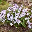 chionodoxa luciliae pink giant plantare toamna 110x110