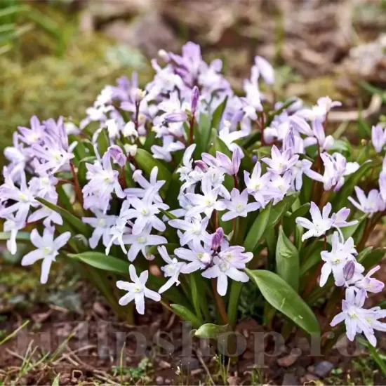 Bulbi Viorea Forbesi Pink Giant (Chionodoxa) chionodoxa luciliae pink giant plantare toamna
