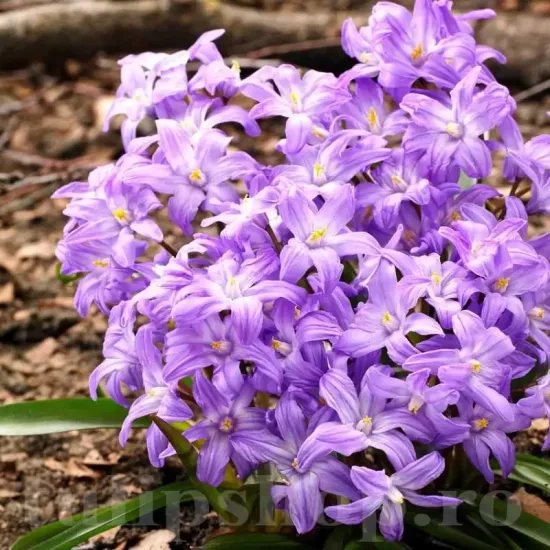 Bulbi Viorea Violet Beauty (Chionodoxa) chionodoxa luciliae violet beauty plantare toamna
