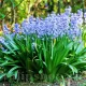 hyacinthoides hispanica blue giant clopotei