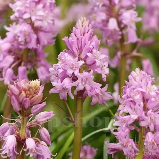 Bulbi Viorea Campanulata Rosea (Scilla) hyacinthoides hispanica rose queen clopotei
