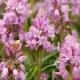 Bulbi Viorea Campanulata Rosea (Scilla) hyacinthoides hispanica rose queen clopotei