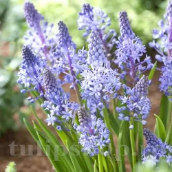 Bulbi Viorea Litardierei (Scilla) Bulbi Viorea Litardierei (Scilla)