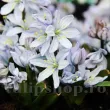 Bulbi Viorea Tubergeniana (Scilla) pachet bulbi scilla tubergeniana tulip shop 110x110