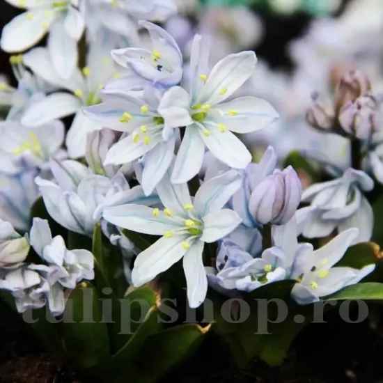 Bulbi Viorea Tubergeniana (Scilla) pachet bulbi scilla tubergeniana tulip shop