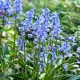 pachet bulbi viorea campanulata blue tulip shop