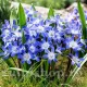 Bulbi Viorea Forbesi Blue Giant (Chionodoxa) pachet bulbi viorea chionodoxa forbesii blue giant tulip shop