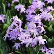 Bulbi Viorea Violet Beauty (Chionodoxa) pachet bulbi viorea chionodoxa violet beauty tulip shop 110x110