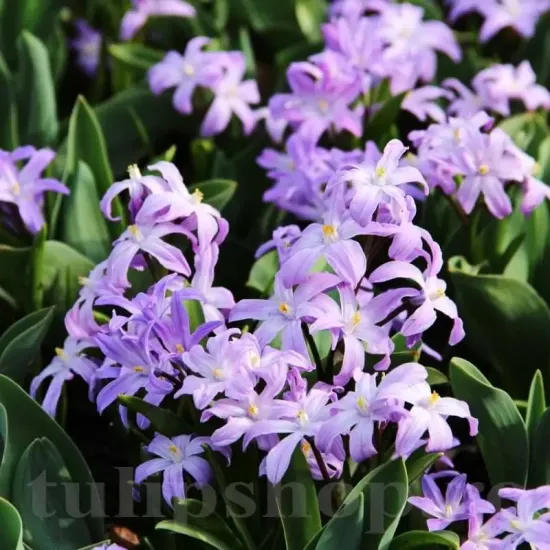 Bulbi Viorea Violet Beauty (Chionodoxa) pachet bulbi viorea chionodoxa violet beauty tulip shop