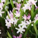 Bulbi Viorea Forbesi Pink Giant (Chionodoxa) pachet bulbi viorea pink giant tulip shop