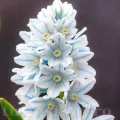 Bulbi Viorea Puschkinia