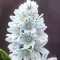 Bulbi Viorea Puschkinia