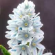 Bulbi Viorea Puschkinia pachet bulbi viorea puschkinia tulip shop