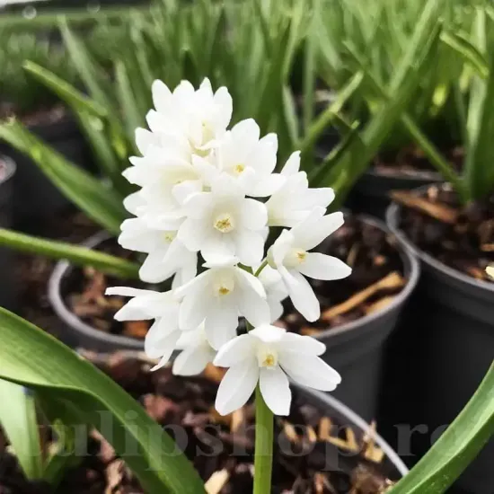 puschkinia scilloides alba viorea alba