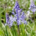 Bulbi Viorea Litardierei (Scilla)