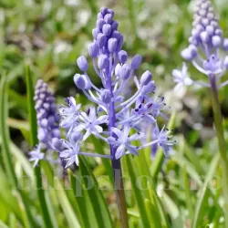 Bulbi Viorea Litardierei (Scilla)