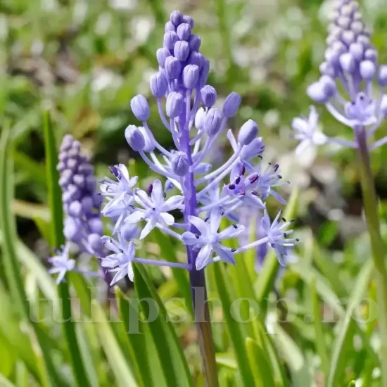 Bulbi Viorea Litardierei (Scilla) scilla litardieri bulbi scila de mai violet