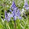 Bulbi Viorea Litardierei (Scilla)