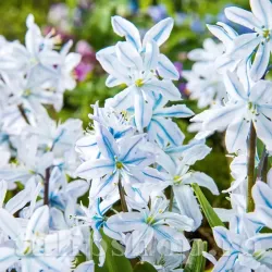 Bulbi Viorea Tubergeniana (Scilla) Bulbi Viorea Tubergeniana (Scilla)