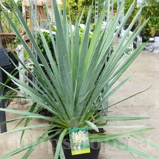 bulbi yucca filamentosa
