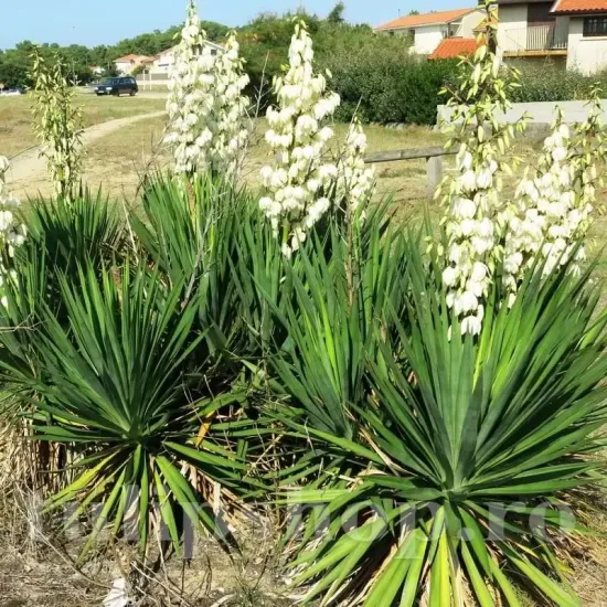 bulbi yucca filamentosa1