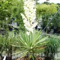 Bulbi Yucca Filamentosa