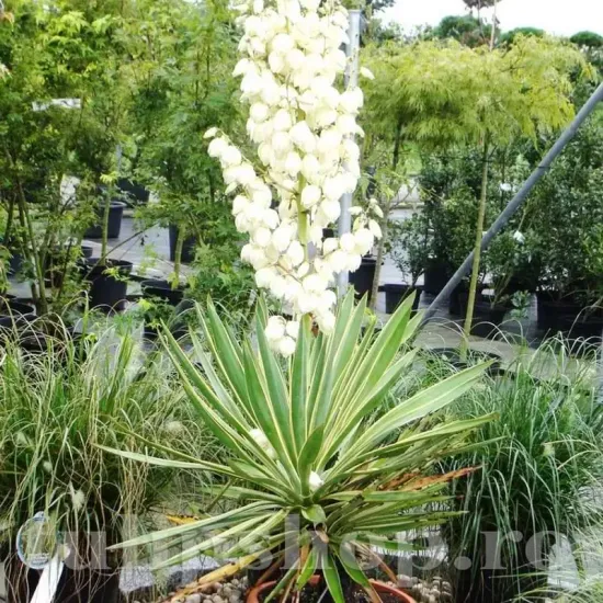 bulbi yucca filamentosa2