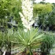 bulbi yucca filamentosa2