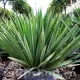 bulbi yucca filamentosa3