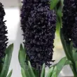 Bulbi Zambile Midnight Sky (Hyacinthus) bulbi de toamna zambile midnight sky soi premium 110x110