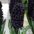 Bulbi Zambile Midnight Sky (Hyacinthus)