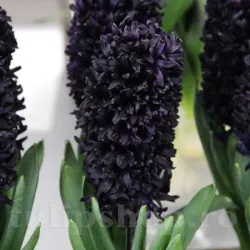 Bulbi Zambile Midnight Sky (Hyacinthus)